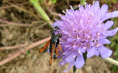 Pyropteron chrysidiforme