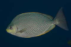 Siganus javus