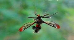 Synanthedon formicaeformis