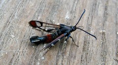 Synanthedon formicaeformis