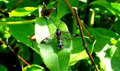 Synanthedon tipuliformis