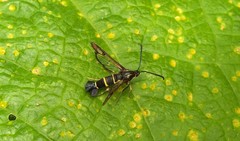 Synanthedon tipuliformis