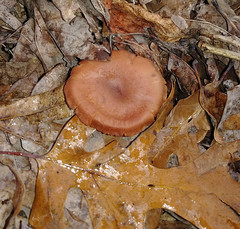 Rhodophana