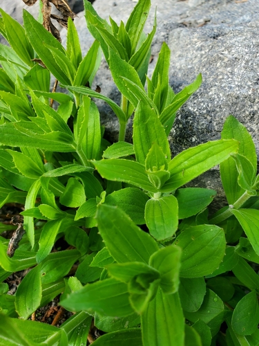 Lewis' Monkeyflower foliage