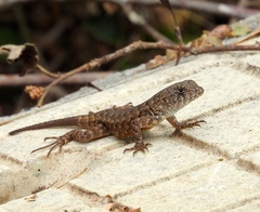Sceloporus nelsoni