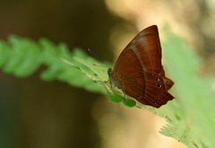 Abisara abnormis