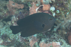 Pomacentrus brachialis