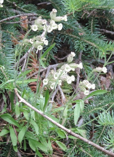 Image of Silene parryi by no rights reserved