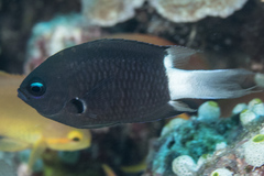 Pycnochromis margaritifer