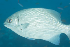 Kyphosus cinerascens