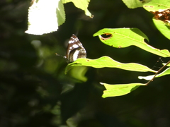 Phaedyma shepherdi