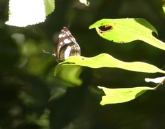 Phaedyma shepherdi