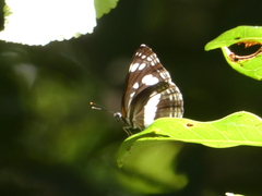 Phaedyma shepherdi