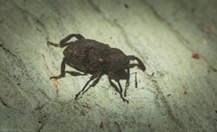 Isax planipennis