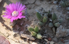 Trichodiadema marlothii