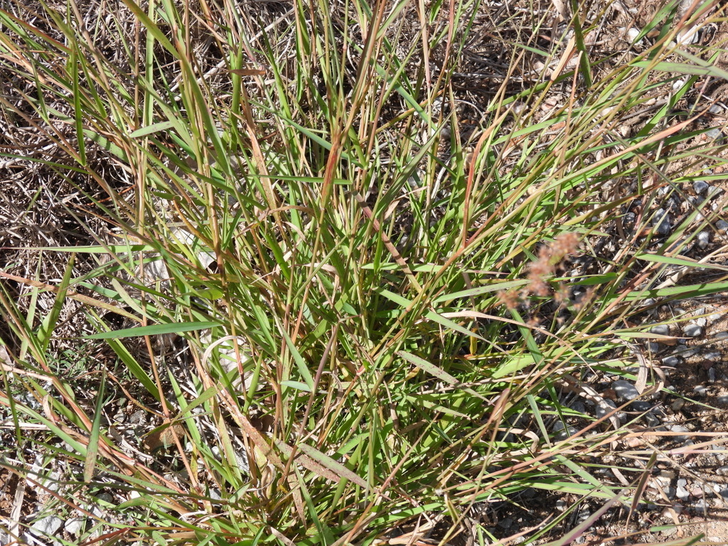 Natal grass from Tannum Sands - Boyne Island QLD 4680, Australia on ...