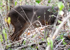 Odocoileus virginianus sinaloae