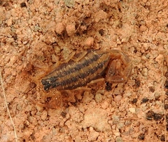 Centruroides baldazoi