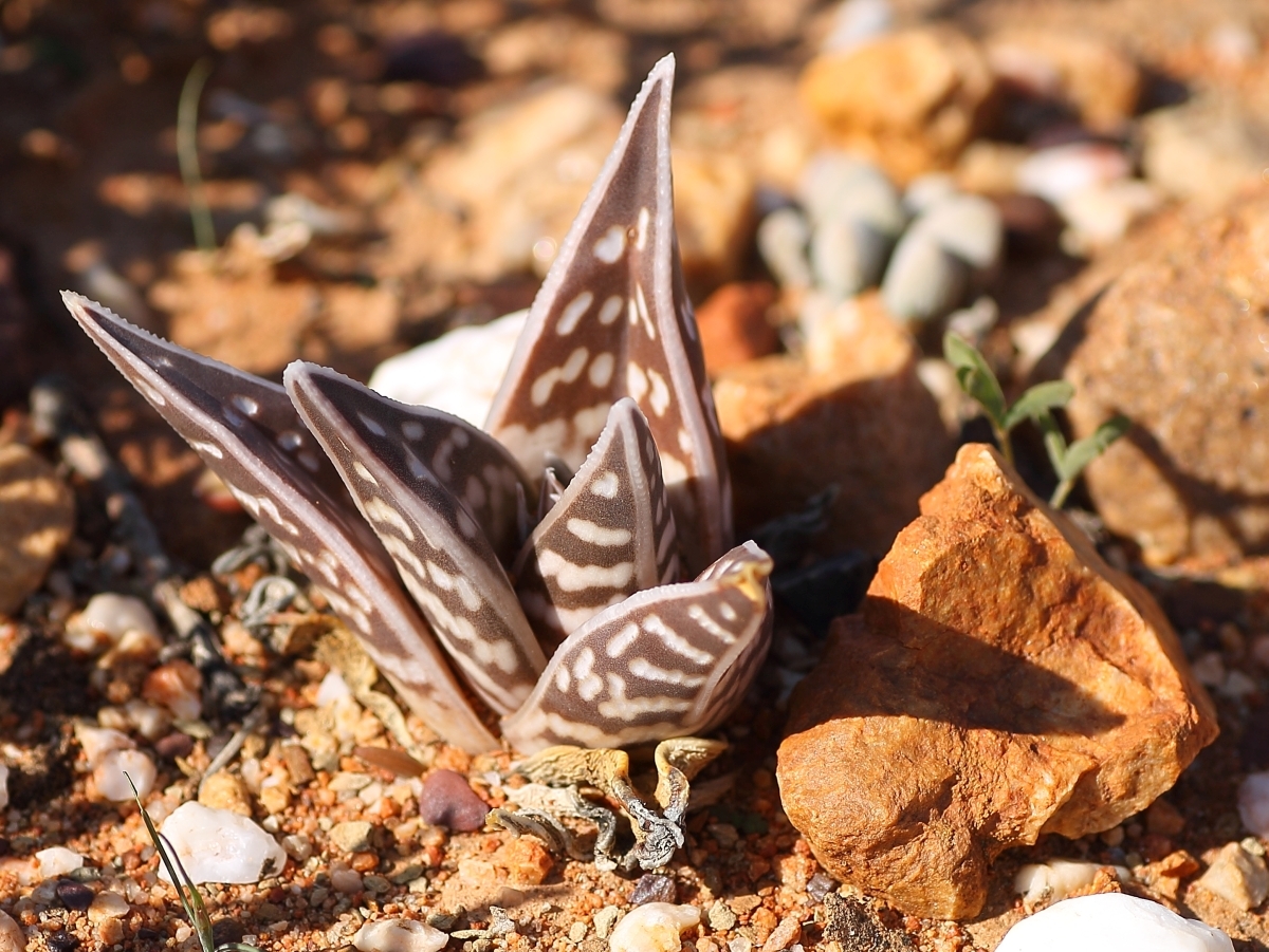 Common Partridge Aloe (Gonialoe variegata)  iNaturalist