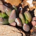 Glottiphyllum fergusoniae - Photo (c) Marion Maclean, alguns direitos reservados (CC BY-NC), uploaded by Marion Maclean