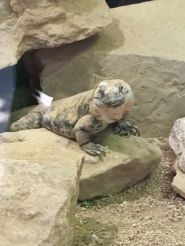 Piebald Chuckwalla, Sauromalus varius
