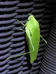 Holochlora bilobata