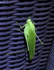 Holochlora bilobata