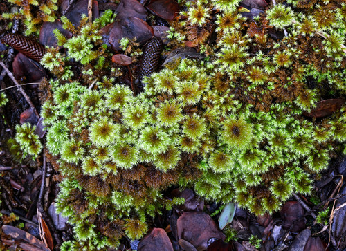 Hypnodendrales