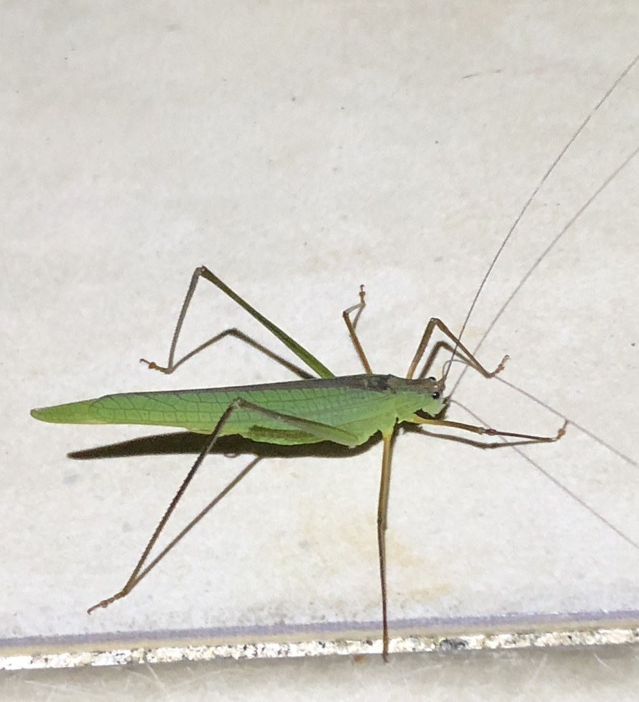 Narrow-winged Katydid