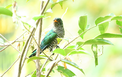 Chrysococcyx maculatus