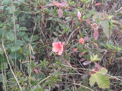 Rhododendron simsii