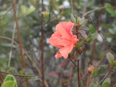 Rhododendron simsii