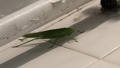 Euconocephalus varius