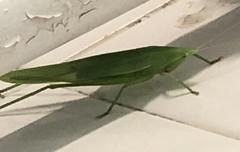 Euconocephalus varius