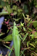 Euconocephalus varius