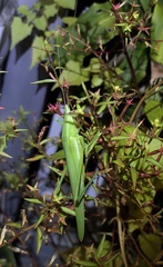 Euconocephalus varius