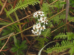 Aster baccharoides