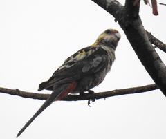 Platycercus adscitus adscitus