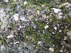 Bryophyta