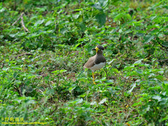 Vanellus malabaricus