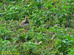 Vanellus malabaricus
