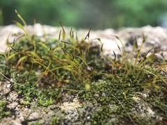 Bryophyta