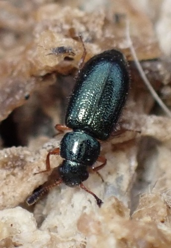 Red-legged Ham Beetle photo 3
