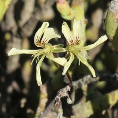 Pelargonium karooicum