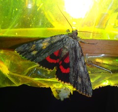 Catocala coccinata