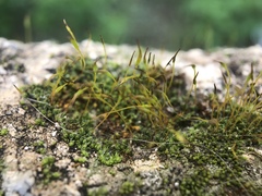 Bryophyta