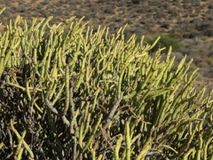 Pelargonium karooicum