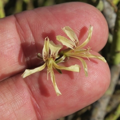 Pelargonium karooicum
