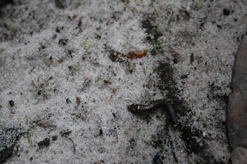 Alopoglossidae