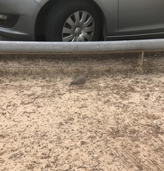 Streptopelia senegalensis